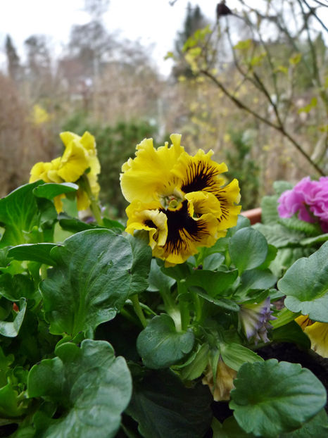  - 2024 - 01 - Primavara