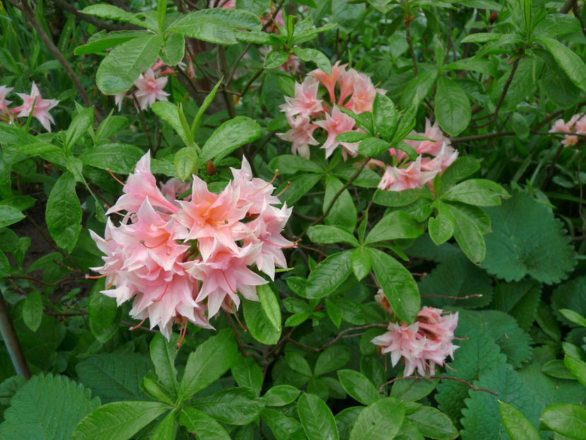 © - Azalee si Rhododendroni