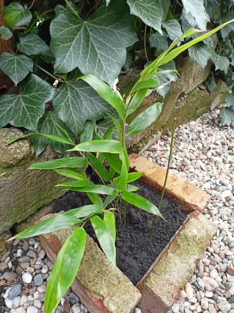Bambus phyllostachys nigra - Grădina 2024