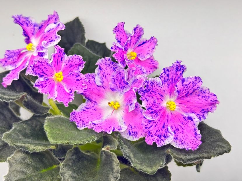 15 martie 2024 - LE Marusya