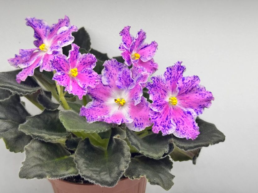 15 martie 2024 - LE Marusya