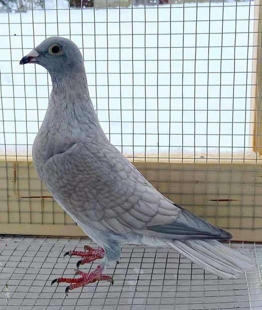  - Nu îmi aparțin 7