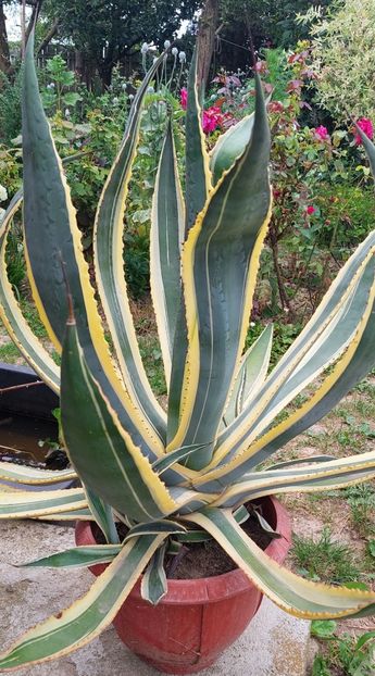 Agave 550lei - C Plante de interior si citrice de vanzare