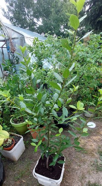 Dafin la ghiveci 150 lei cca 1,65m - Produse livrate 2