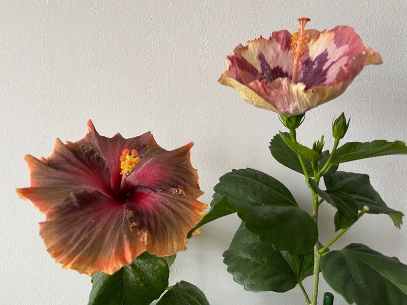  - 001 - Hibiscusi 2024 - 1