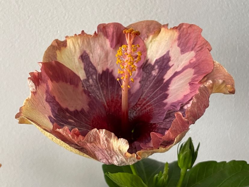  - 001 - Hibiscusi 2024 - 1