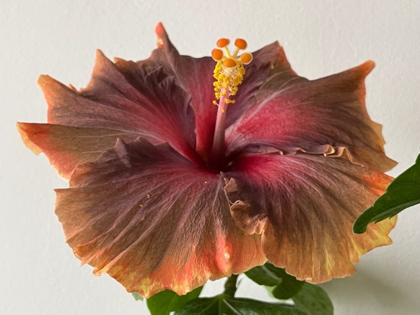  - 001 - Hibiscusi 2024 - 1