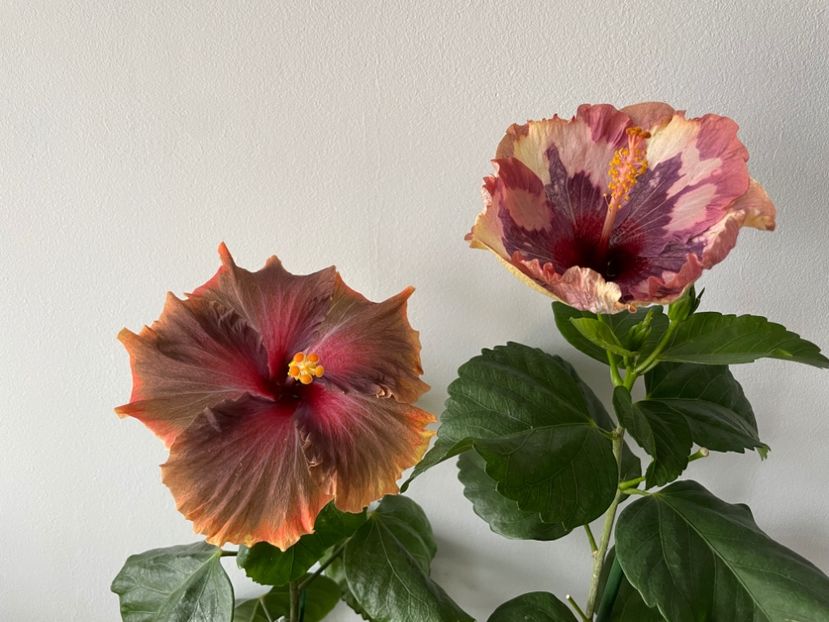  - Luv -Posog- Memories