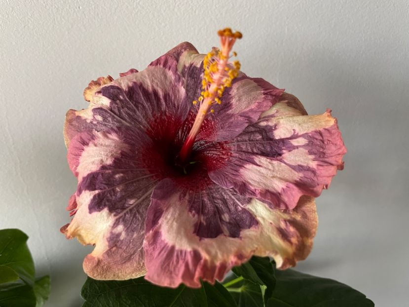  - Luv -Posog- Memories