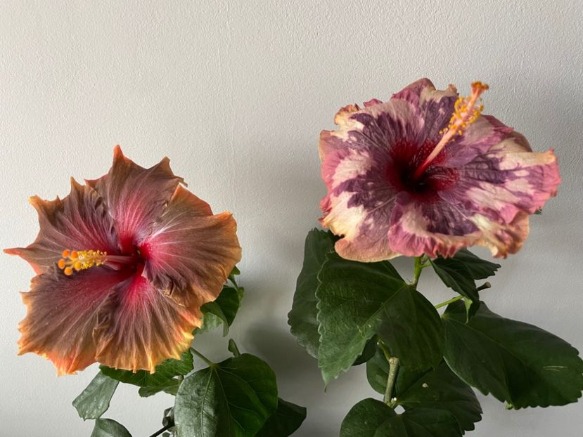  - Luv -Posog- Memories