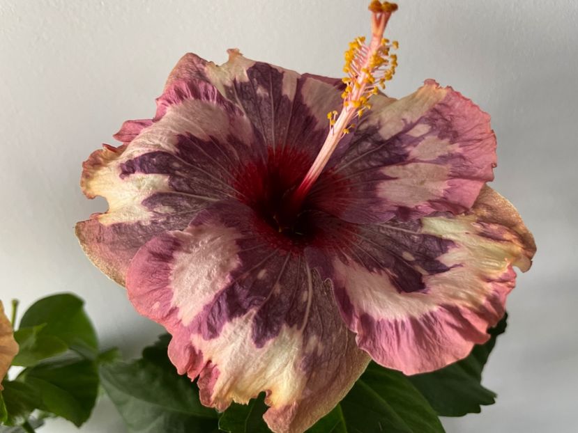  - Luv -Posog- Memories