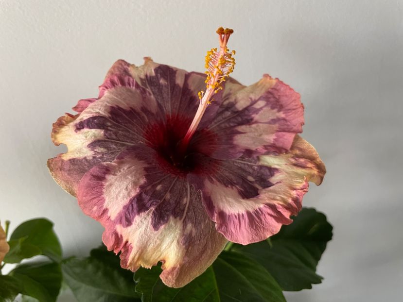  - Luv -Posog- Memories