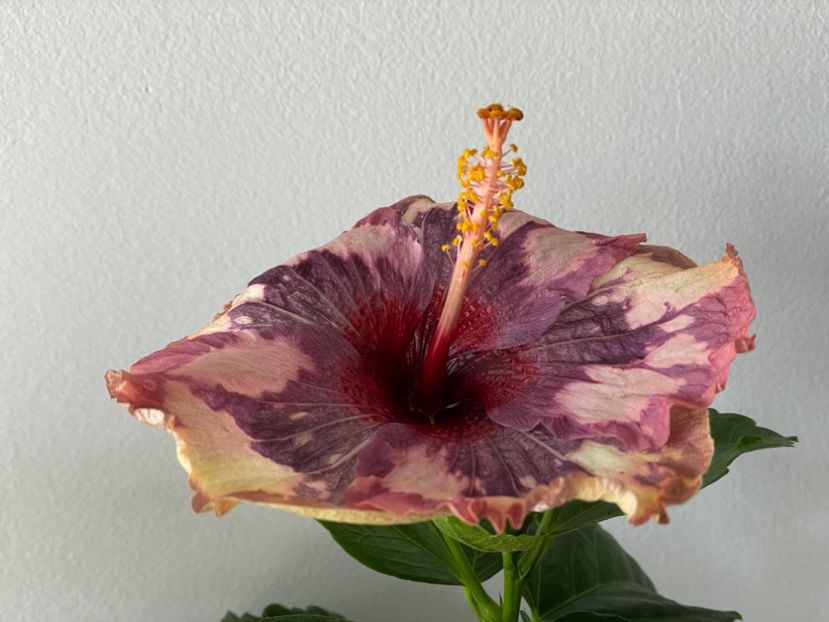  - Luv -Posog- Memories