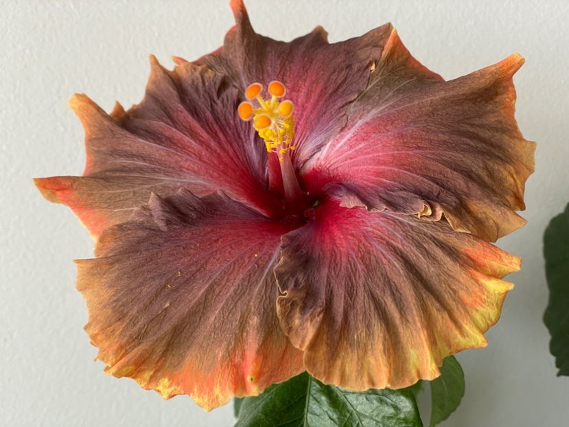  - X - Moorea Juan Lucas