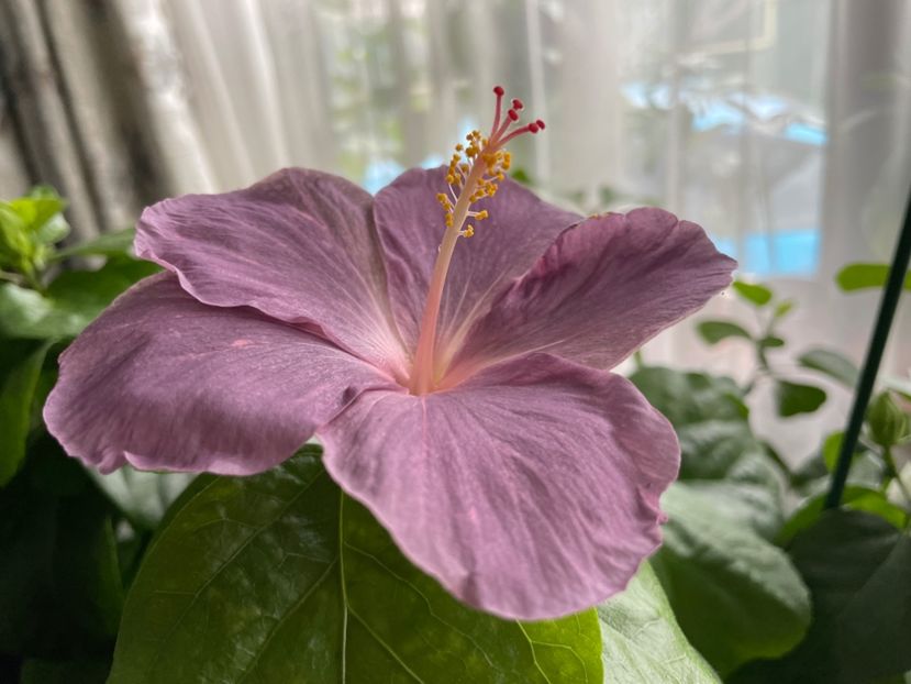  - 001 - Hibiscusi 2024 - 1