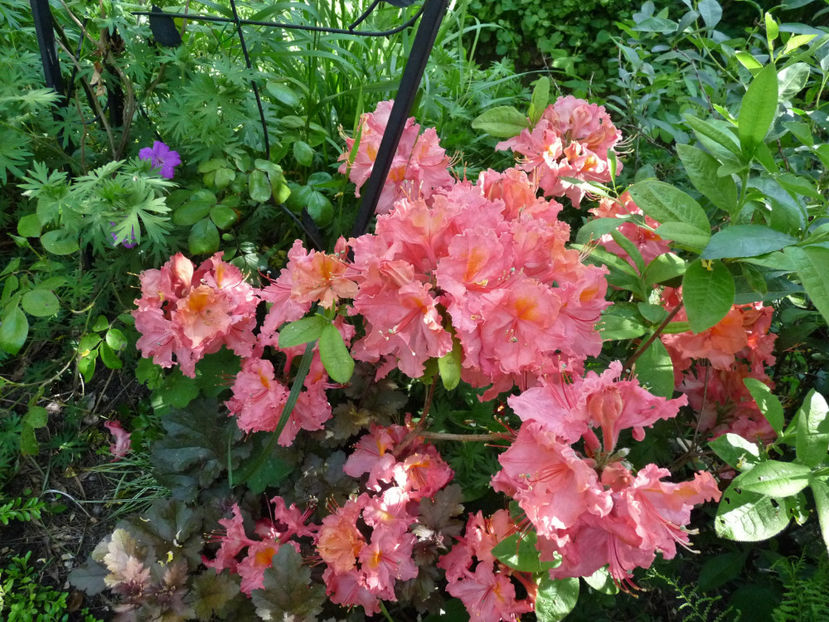 © - Azalee si Rhododendroni