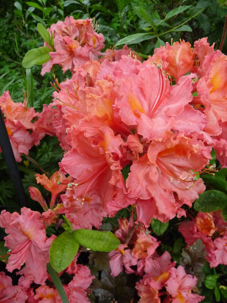 © - Azalee si Rhododendroni