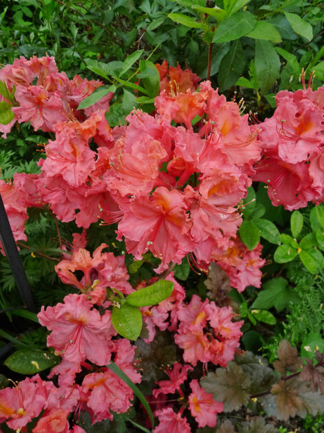 © - Azalee si Rhododendroni