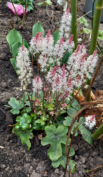  - 2024 - 01 - Primavara