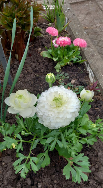  - 2024 - 01 - Primavara