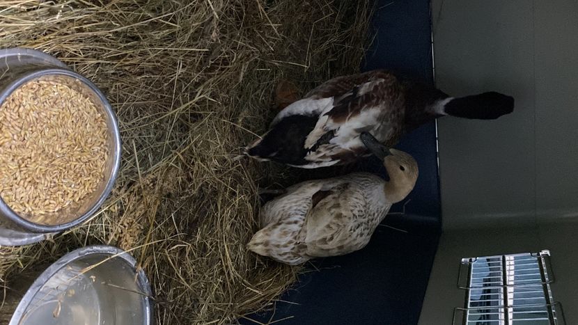 98B32C2D-81B6-4267-A7DD-2C5FB09068E6 - Rațe Welsh-Harlequine