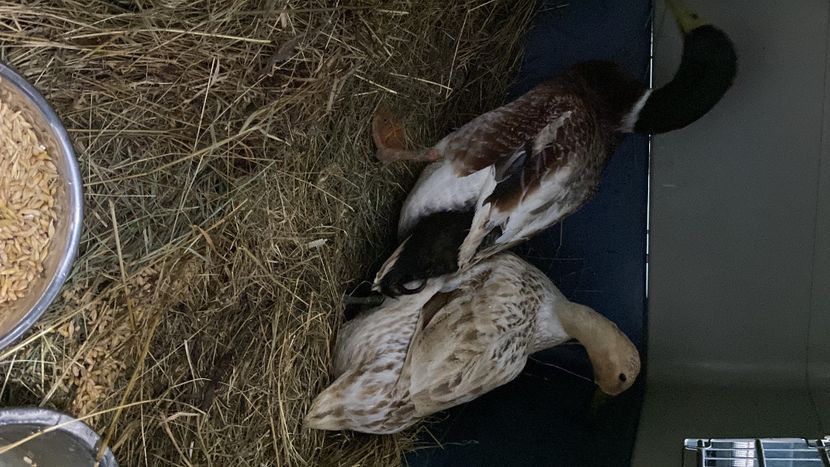 A1042E11-143E-42A3-A67F-FB347420222B - Rațe Welsh-Harlequine