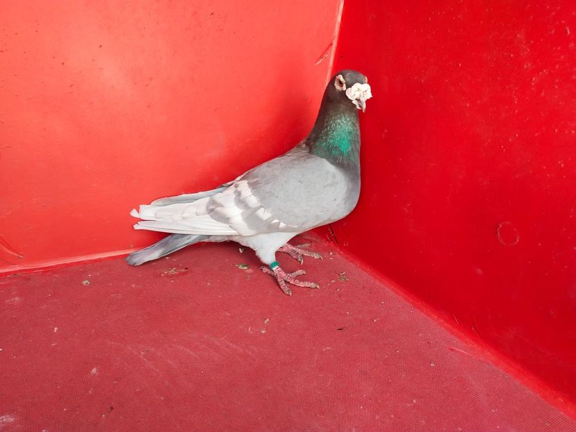  - VOIAJOR DE FRUMUSETE SAU STIL VECHI