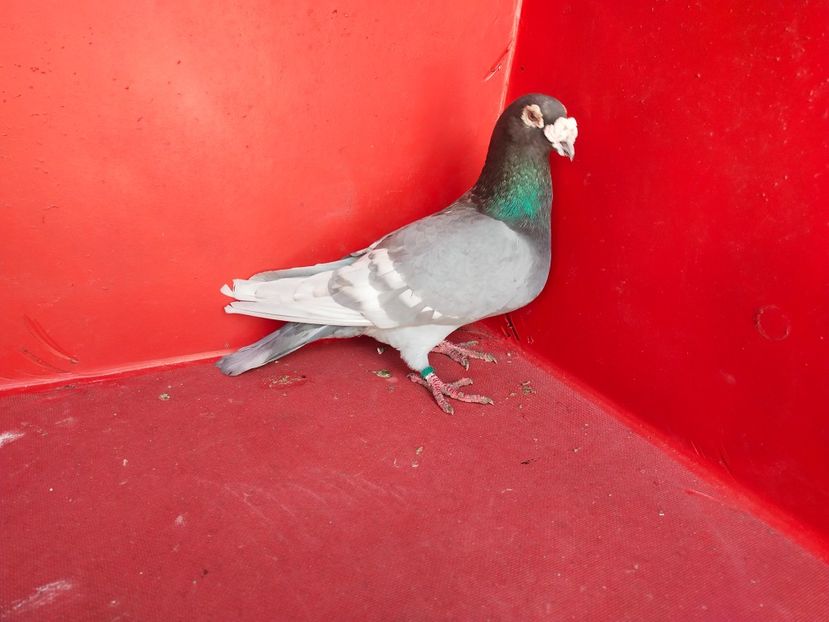  - VOIAJOR DE FRUMUSETE SAU STIL VECHI