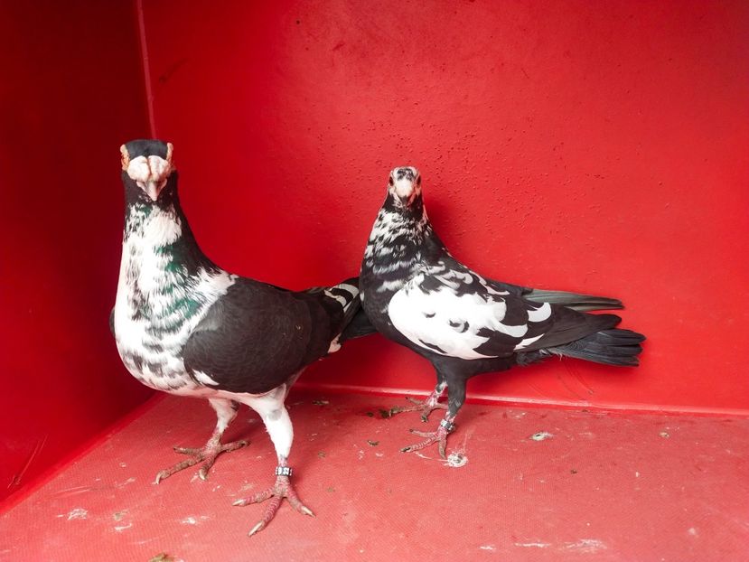  - VOIAJOR DE FRUMUSETE SAU STIL VECHI