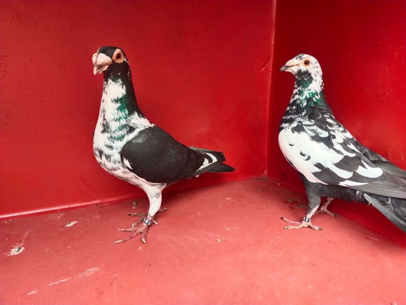  - VOIAJOR DE FRUMUSETE SAU STIL VECHI