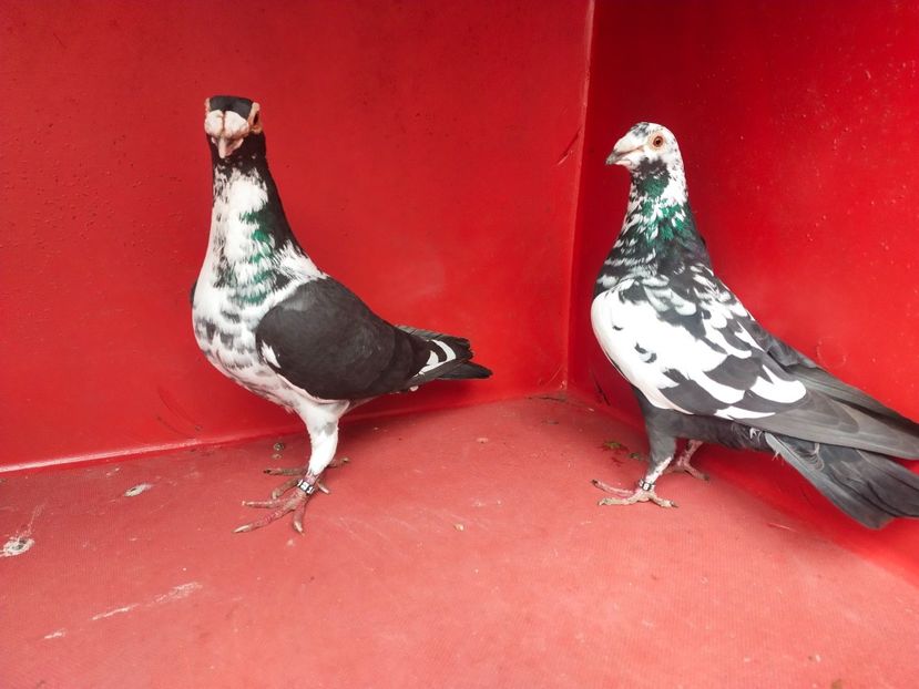  - VOIAJOR DE FRUMUSETE SAU STIL VECHI