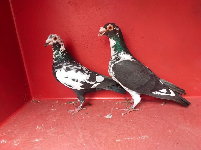  - VOIAJOR DE FRUMUSETE SAU STIL VECHI