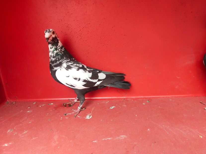  - VOIAJOR DE FRUMUSETE SAU STIL VECHI