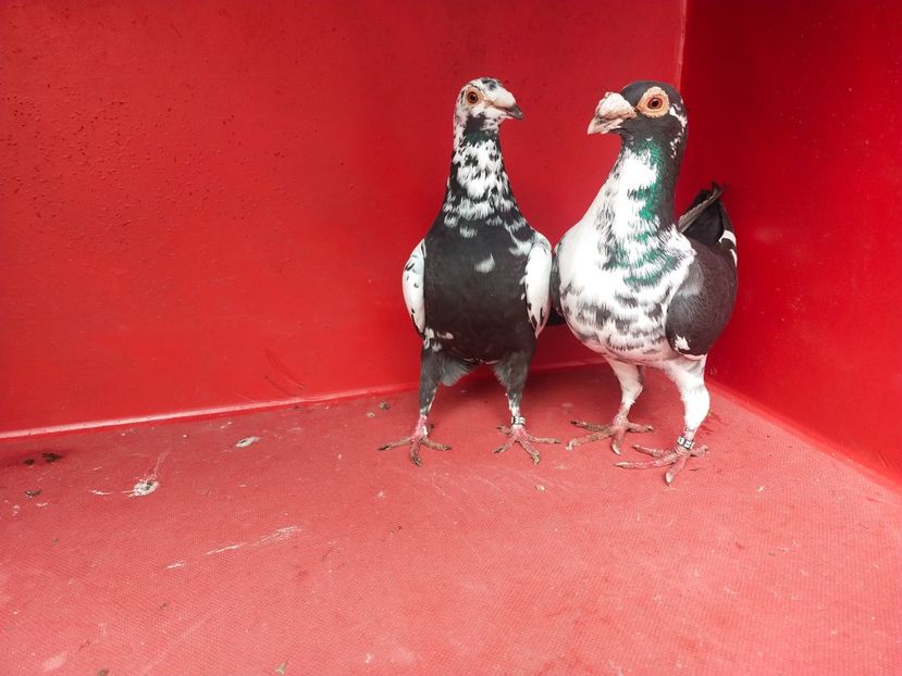  - VOIAJOR DE FRUMUSETE SAU STIL VECHI