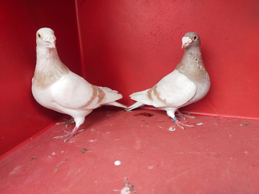  - VOIAJOR DE FRUMUSETE SAU STIL VECHI