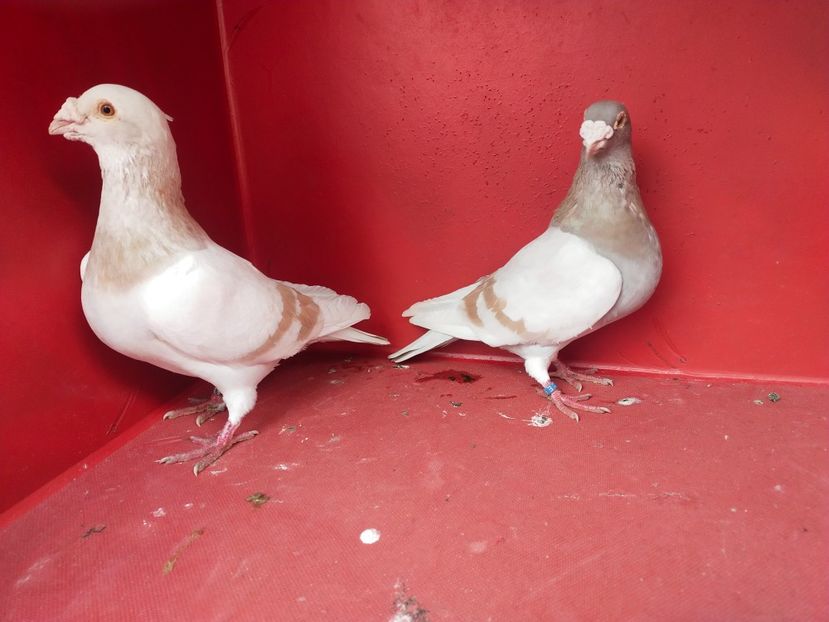  - VOIAJOR DE FRUMUSETE SAU STIL VECHI