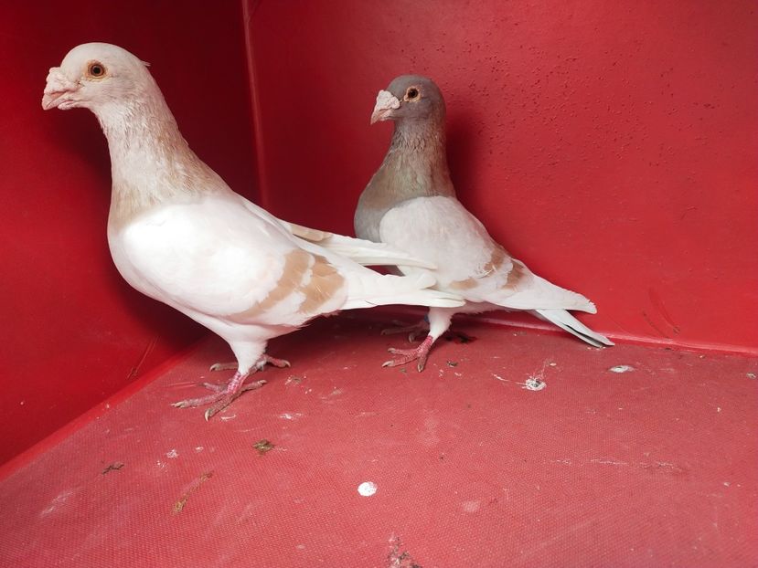  - VOIAJOR DE FRUMUSETE SAU STIL VECHI