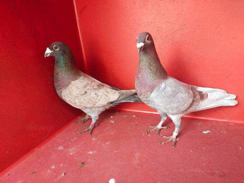  - VOIAJOR DE FRUMUSETE SAU STIL VECHI