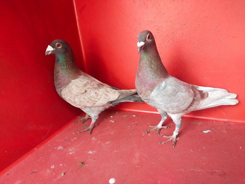  - VOIAJOR DE FRUMUSETE SAU STIL VECHI