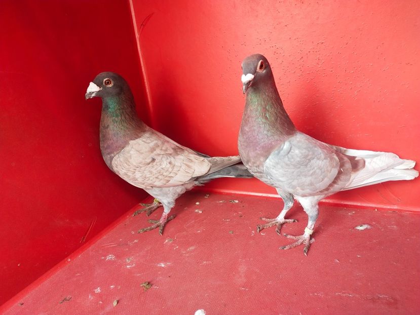  - VOIAJOR DE FRUMUSETE SAU STIL VECHI