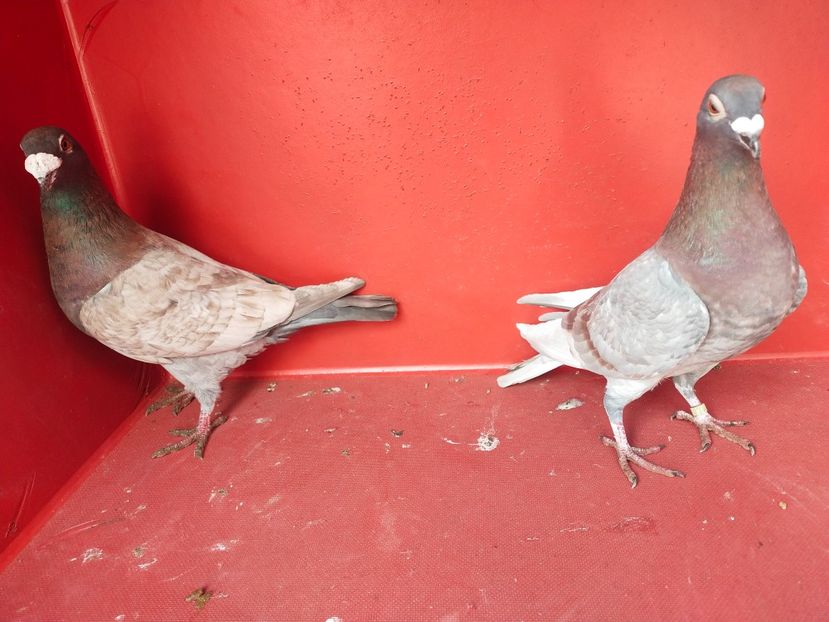  - VOIAJOR DE FRUMUSETE SAU STIL VECHI