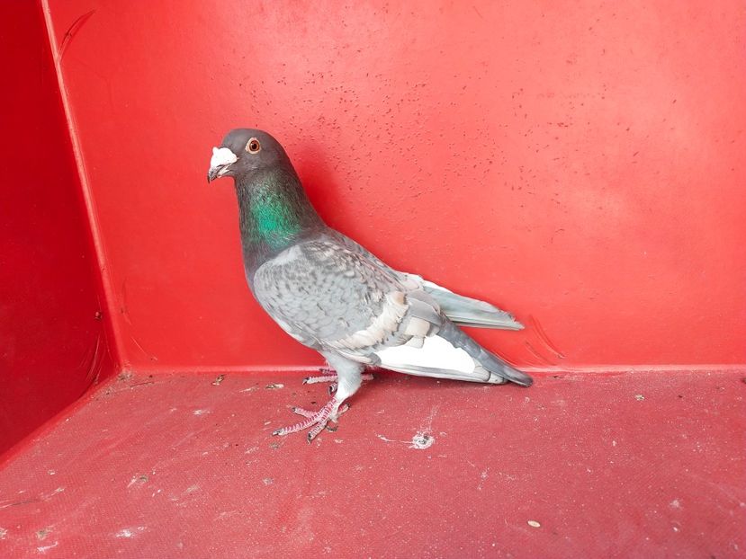  - VOIAJOR DE FRUMUSETE SAU STIL VECHI