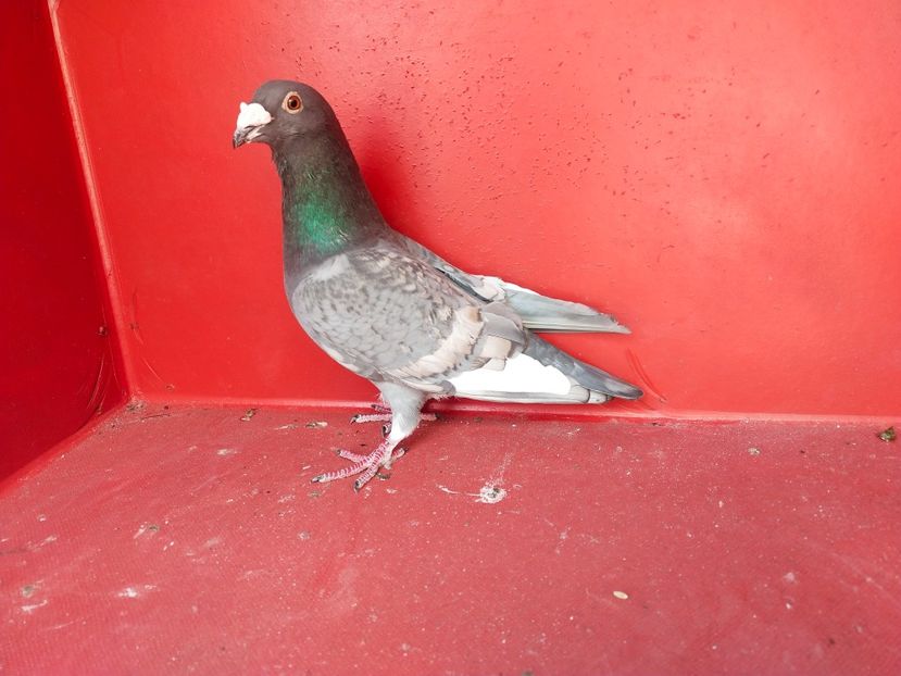  - VOIAJOR DE FRUMUSETE SAU STIL VECHI