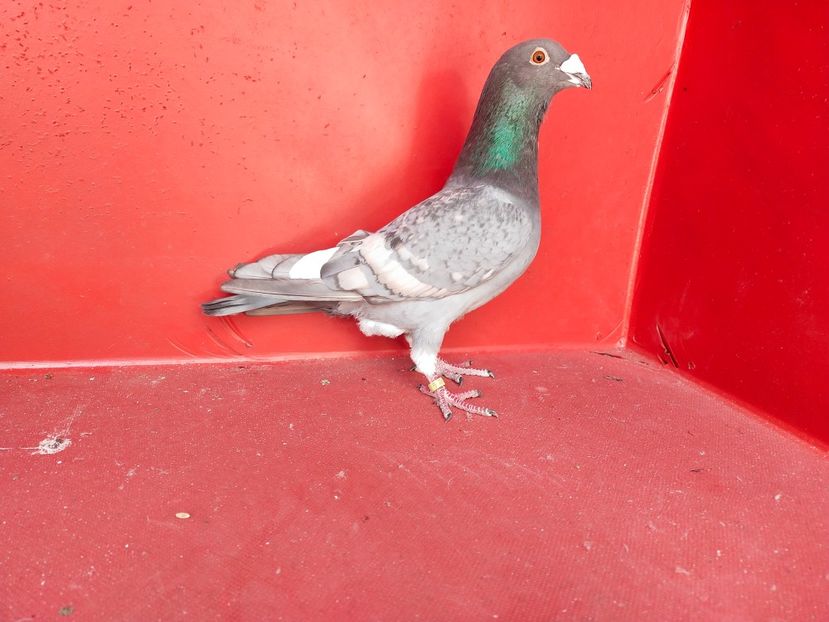  - VOIAJOR DE FRUMUSETE SAU STIL VECHI