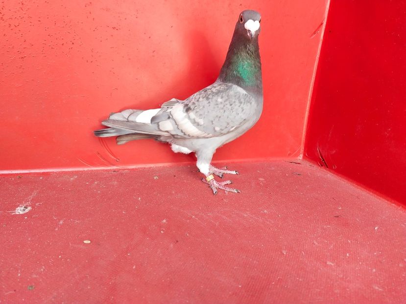  - VOIAJOR DE FRUMUSETE SAU STIL VECHI