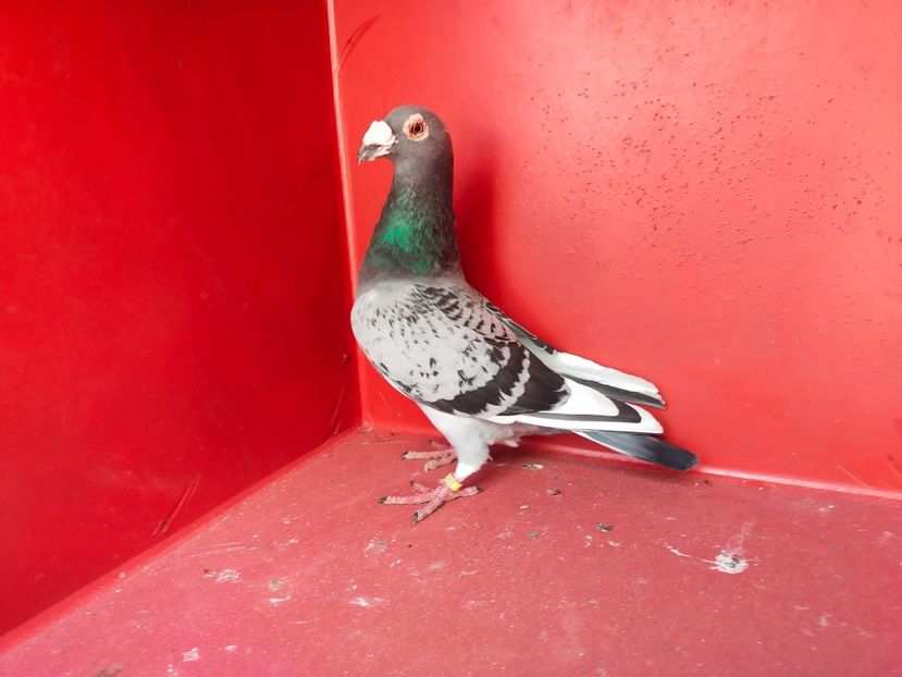  - VOIAJOR DE FRUMUSETE SAU STIL VECHI