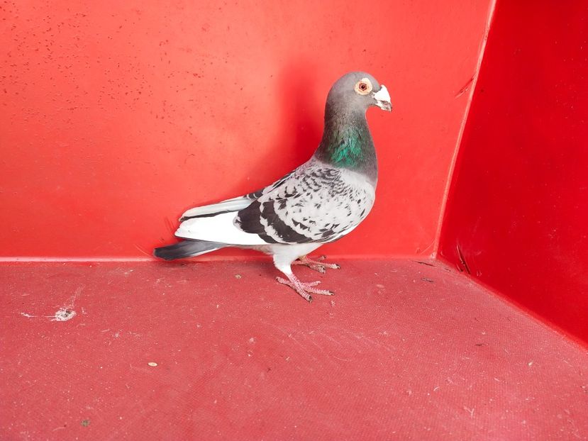  - VOIAJOR DE FRUMUSETE SAU STIL VECHI