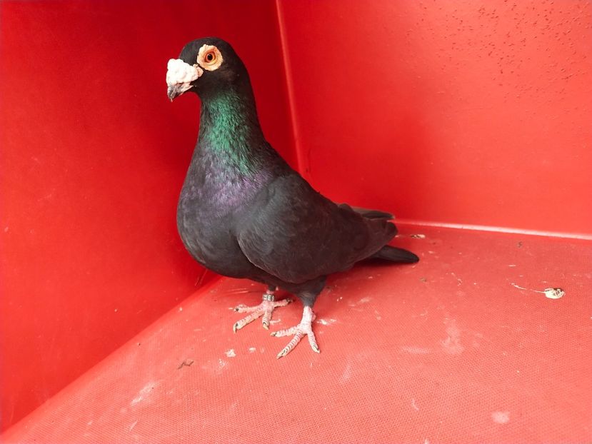  - VOIAJOR DE FRUMUSETE SAU STIL VECHI