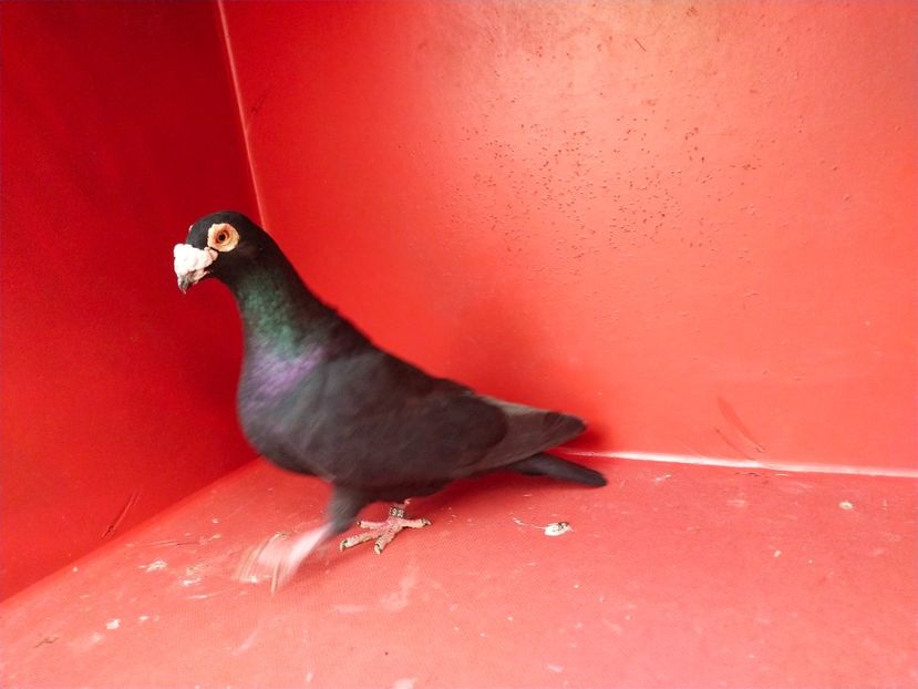  - VOIAJOR DE FRUMUSETE SAU STIL VECHI