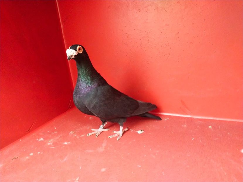  - VOIAJOR DE FRUMUSETE SAU STIL VECHI